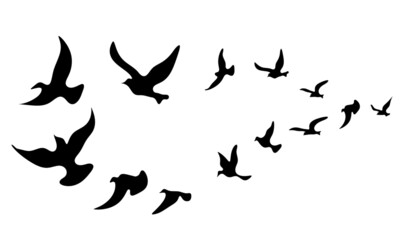 Naklejka na ściany i meble Silhouettes of groups of birds on white. Vector