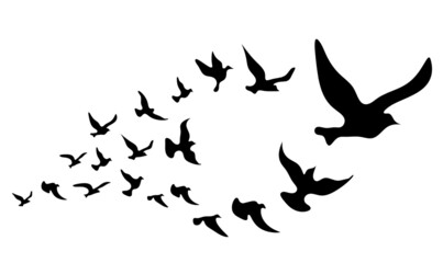 Silhouettes of groups of  birds on white. Vector