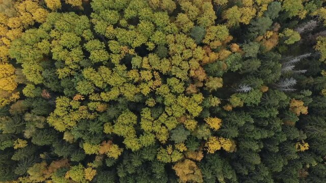 A view vertically down from a flying drone on an autumn colorful forest, flying out to a section of felled forest.