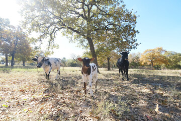 Autumn season shows cows with calf in fall Texas field from wide angle view.