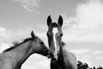 Foals close up with sky background on ranch in black and white.