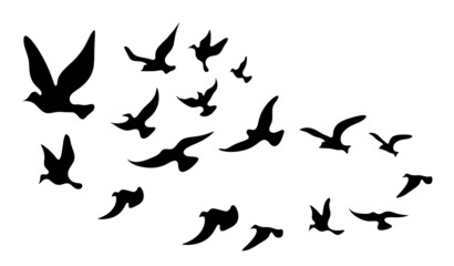 Fototapeta na wymiar Silhouettes of groups of birds on white. Vector