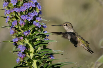 Humming Bird.