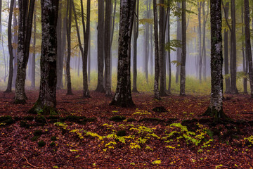 Fairy forest in fog. Enchanted autumn forest in fog in the morning. Landscape with trees, colorful and autumnal foliage and blue fog. Nature background. Dark foggy forest.