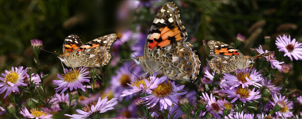 Beautiful butterflies have a feast on the lilac flowers of autumn asters