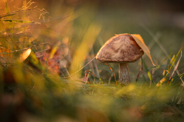 Mushroom Leccinum scabrum in the grass at sunset