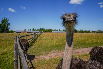 These are ostriches on an ostrich farm. These are cute funny animals with long eyelashes and expressive eyes.