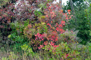 Fototapeta na wymiar Colors of autumn