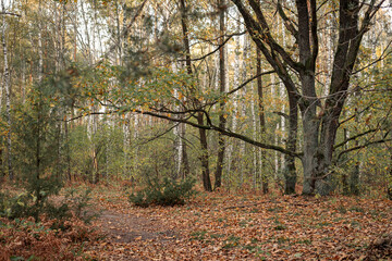 Fototapeta premium Photo of the autumn forest of the middle strip