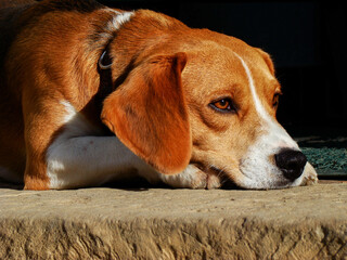 portrait of a beagle