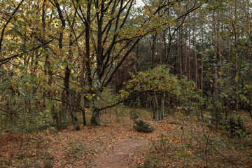 Fototapeta premium Photo of the autumn forest of the middle strip