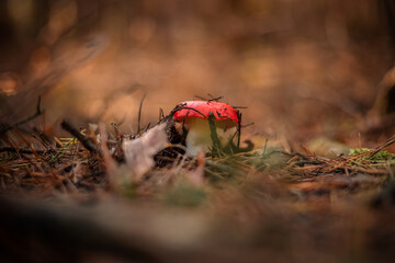 Photo of Russula emetika mushroom in forest grass