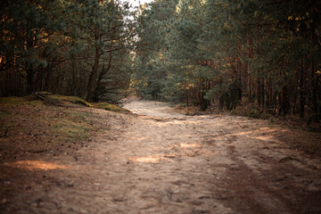 Photo of the autumn forest of the middle strip