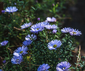 Blue aster