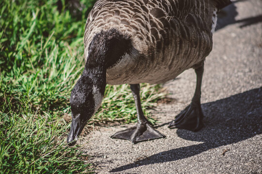 Canadian goose walking on concrete walking path at park next to grass in Tyrone Georgia during fall