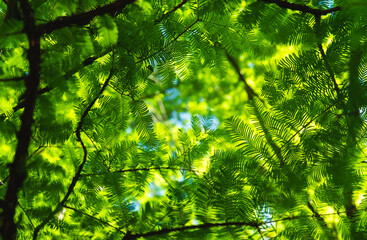 Green tree © TECYK