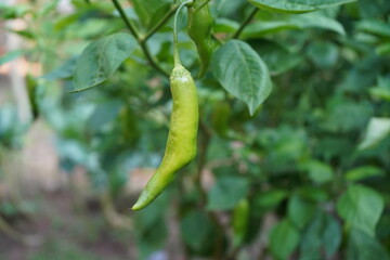green pepper hanging from the garden