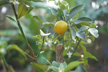 small yellow orange rising in the orange tree