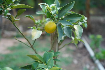 small yellow orange rising in the orange tree