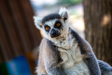 Crowned lemur (Lemur Catta) with eyes wide open . Fluffy Madagascar gray-black Fatty funny lemur sitting on the branch in the forest. Mammal with a striped tail. Ring-tailed lemur sitting on the tree