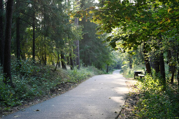Fototapeta premium Pedestrian road in the forest park