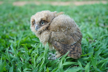 baby owl on the lawn