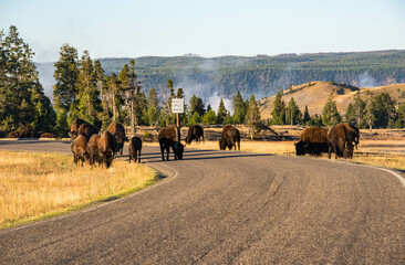 Bison crossing the road in the Hayden Valley, Yellowstone National Park, Wyoming, USA © RaquelMogado