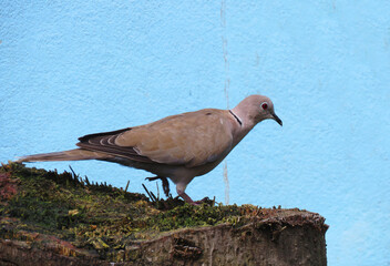 Spotted Dove is a small and somewhat long-tailed pigeon, Spotted Dove.