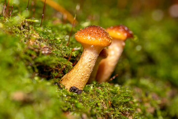 Armillaria mellea mushrooms grow in large numbers on a tree under moss.