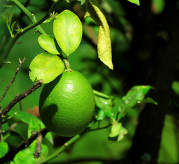 lemon tree on a tree, citrus Tahitian lime on the tree. green lime.