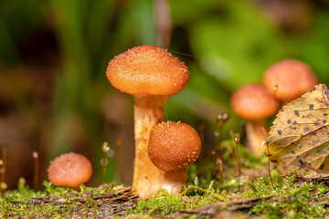 Armillaria mellea mushrooms grow in large numbers on a tree under moss.