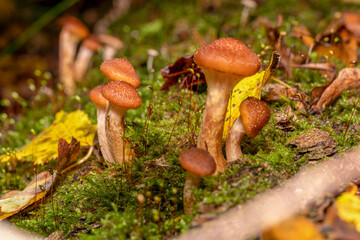 Armillaria mellea mushrooms grow in large numbers on a tree under moss.