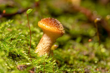 Armillaria mellea mushrooms grow in large numbers on a tree under moss.