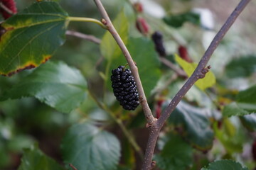 mulberry tree with purple blackberry hanging on the branch