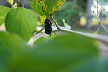 mulberry tree with purple blackberry hanging on the branch