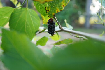 mulberry tree with purple blackberry hanging on the branch