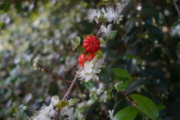 cherry tree with flowers and fruits on the branch