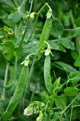 .Fresh green peas grow in the garden..Growing organic peas outdoors. Legumes. Farming.