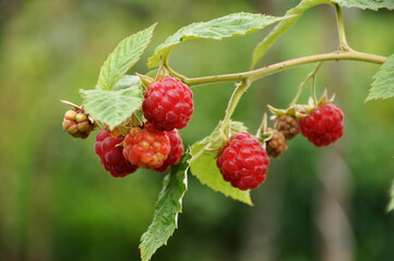 .Fresh ripe raspberries on a branch. Early, late, remontant raspberry