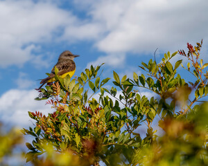 A small bird perched on top of the tree looking for insects