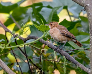 A bird perched on a tree branch