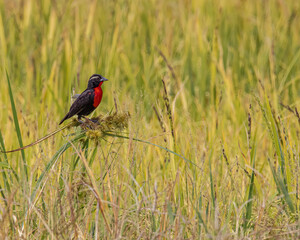 A small red stain in the middle of the meadow
