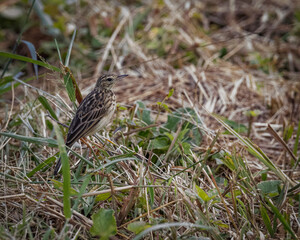 A small bird camouflaged in the middle of the straw