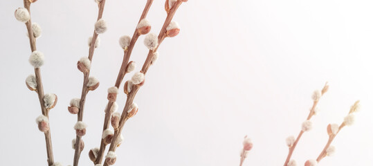 Willow branches on a light background with place for text, copy space. Easter holiday concept
