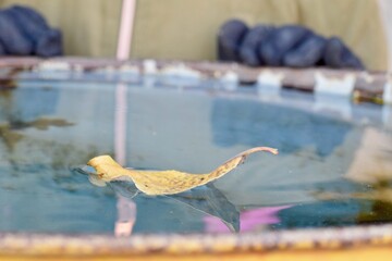 Yellow fallen leaf lies on the surface of the water