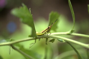 grasshopper on a leaf