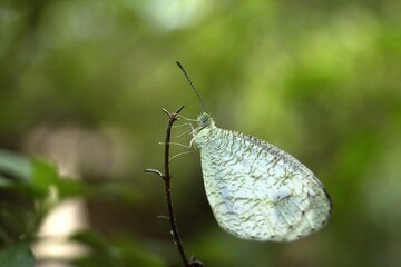 butterfly on leaf