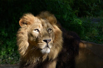 Lion , king isolated , Portrait Wildlife animal