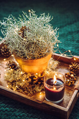 Decorative Silver color Cushion bush, Calocephalus brownii or Leucophyta as winter Christmas tree replacement, home decoration element, decorated with pine cones and string lights. 