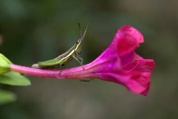 grasshopper on flower